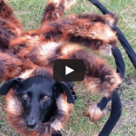 [WATCH] The Attack Of A Giant Dog Spider