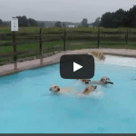 WATCH: Too Much Partying At The Pool For These Dogs, You Can’t Stop Laughing