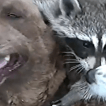 WATCH: Orphaned Baby Raccoon Finds A New Family of Dogs