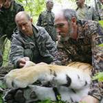 LOOK: Siberian Tigers The Primary Suspect In Mystery China Goat Deaths